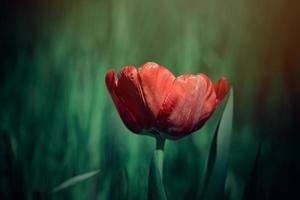 rojo tulipán en un antecedentes de verde césped en el calentar primavera Dom foto