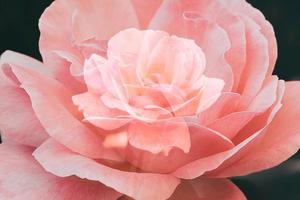 beautiful  rose in warm autumn sun in closeup and bokeh photo