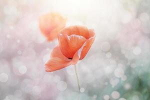 close-up r ed poppy in a spring meadow on a pastel background photo