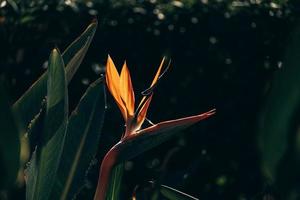 orange regal strelitzia in the garden in the warm rays of the sun photo