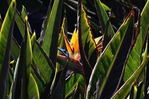 original real Strelitzia flor creciente en natural habitat en el ogora en de cerca foto