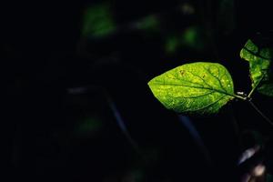 otoño hojas en un árbol rama iluminado por calentar amable otoño Dom foto