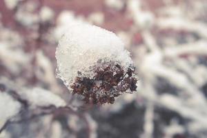 winter beautiful plant coated with frozen white snow and ice photo