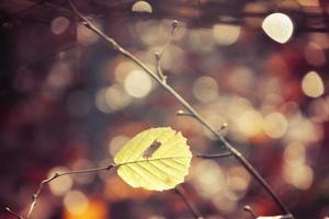 autumn branches of a tree dressed in leaves and raindrops shining in the sun photo