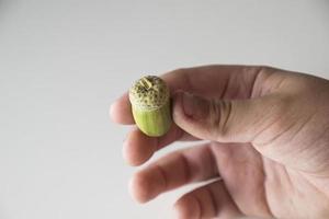 autumn green acorn held by a boy's hand on a white background, photo