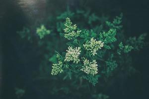 l white flower of a bush close-up against a background of green leaves in sunshine spring day in the park photo