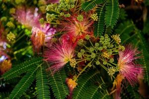 spring flower Albizia julibrissin on a tree on a warm day close-up photo