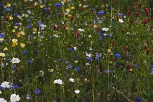flores silvestres en un prado de cerca en Europa en un calentar verano día foto