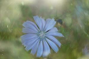 blue cornflower on a green background on a summer day in the meadow photo