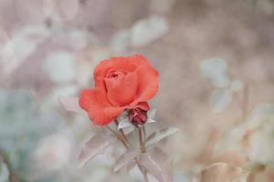 red rose in the summer garden on a dark background photo