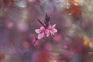 little delicate autumn flowers in the garden on a background with bokeh photo