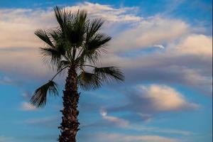 big green palm tree against the blue  sky photo