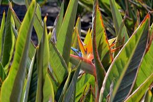 original real Strelitzia flor creciente en natural habitat en el ogora en de cerca foto