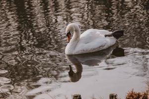 white swan bird floating on dark water photo