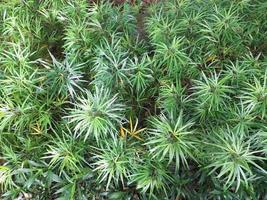 Pattern of pointed leaves of the Podocarpus plant in a jakarta park photo