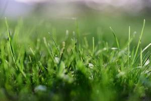 Green grass in spring, close-up photo