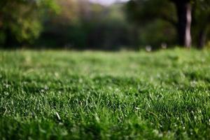 Fresco verde césped en un alpino prado en luz de sol foto