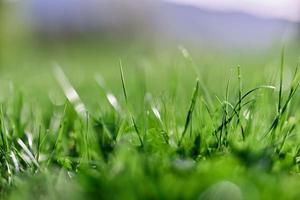 Spring nature with young green grass in close-up photo