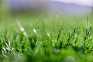 primavera naturaleza con joven verde césped en de cerca foto