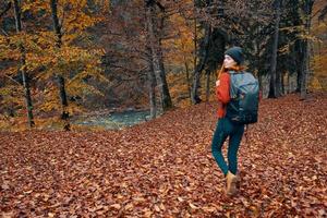 contento joven mujer con un mochila en pantalones botas y un suéter son caminando en el otoño bosque cerca el alto arboles foto