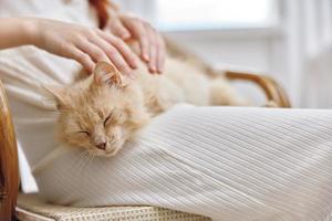 beige cat with closed eyes on a woman's legs pets photo