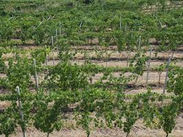 grapevine plant scient. name Vitis vinifera photo