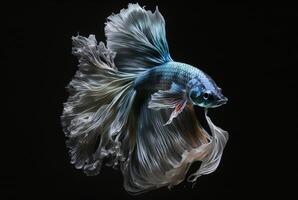 one betta fish swimming with its tail. photo