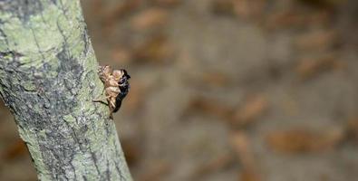 A cute small Cicada close-up shot. Black Cicada sitting on a tree branch. Wildlife insects on a tree branch with bright lights. Macro Cicada insect sitting on a branch with a blurry background. photo