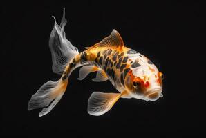 Koi fish isolated black background. photo