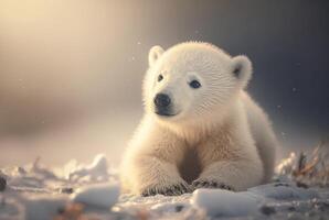 Cute baby polar bear in snow winter. photo