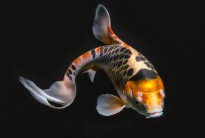 Koi fish isolated black background. photo