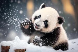 Cute Panda baby playing in snow winter, photo