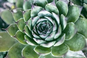 green rosette succulent plant in summer garden close-up photo