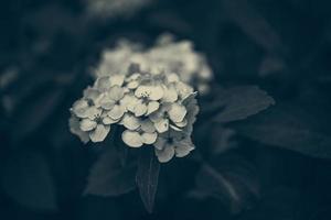 flor de blanco hortensia entre verde hojas en verano jardín foto