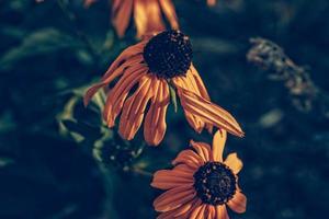 yellow summer flowers in the summer garden among green leaves photo