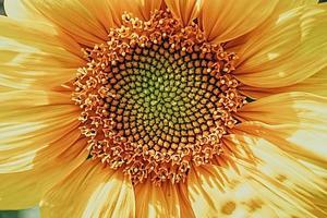 yellow sunflower flower close-up forming a natural background photo