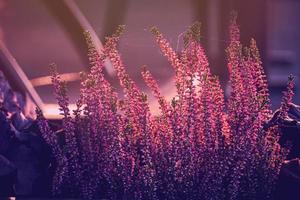 purple heather in the autumn garden with warm sunshine photo