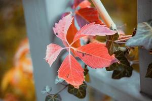 red wild wine leaves on an autumn day photo