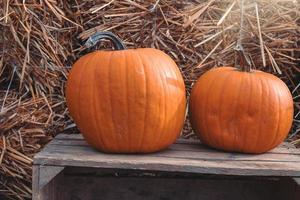 big autumn orange pumpkins in an outdoor garden photo