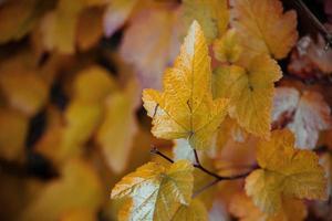 arbusto con amarillo hojas en de cerca en un calentar otoño día en el jardín foto