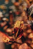 dorado otoño arbusto hojas iluminado por calentar Dom en el jardín foto