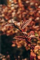 dorado otoño arbusto hojas iluminado por calentar Dom en el jardín foto