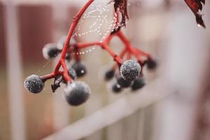 autumn dark blue wild fruit with cobweb and water drops close-up photo