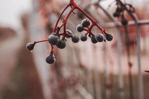 otoño oscuro azul salvaje Fruta con telaraña y agua gotas de cerca foto