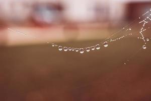 little soft water drops on a spider web on an autumn day close-up outdoors photo