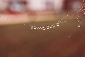 little soft water drops on a spider web on an autumn day close-up outdoors photo
