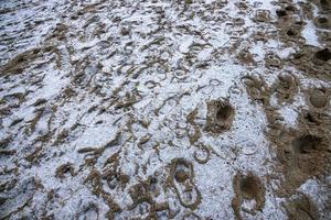 original winter sand background on the beach with footprints on the Baltic Sea covered with a thin layer of snow photo