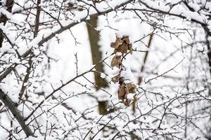 brown leaf on a tree branch against a background of white snow in a winter day in close-up photo