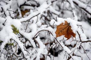 brown leaf on a tree branch against a background of white snow in a winter day in close-up photo