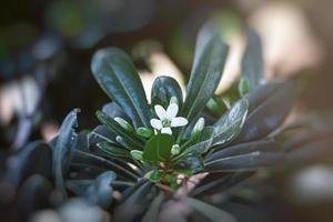 white flower of a bush close-up against a background of green leaves in sunshine spring day in the park photo